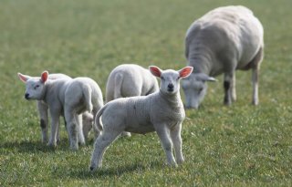 Groene+hart+wil+lente+vieren+bij+boeren