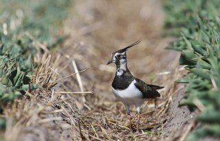 Schouten+maakt+geld+vrij+voor+weidevogelbeheer