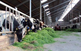 Bestrijding+IBR+start+in+twee+trappen