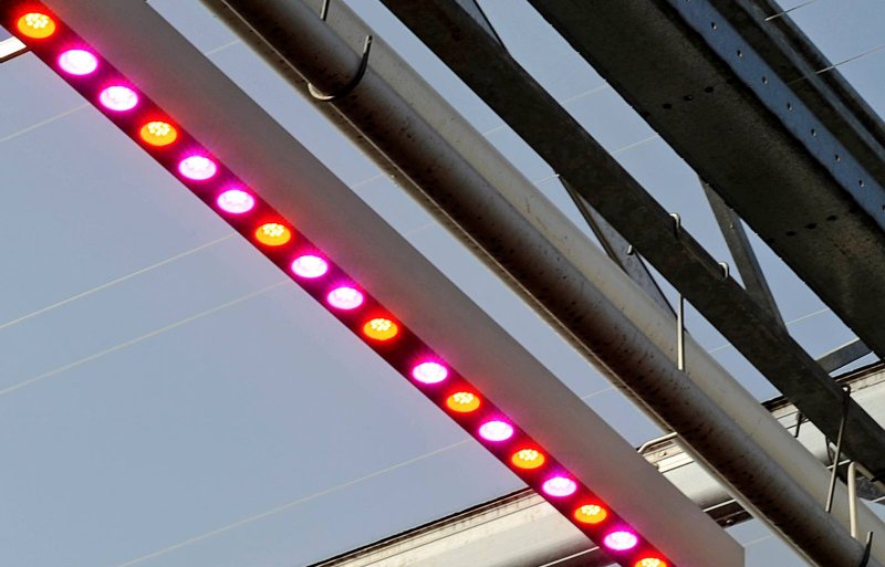 Ledlampen met 95 rood en 5 procent blauw licht.
