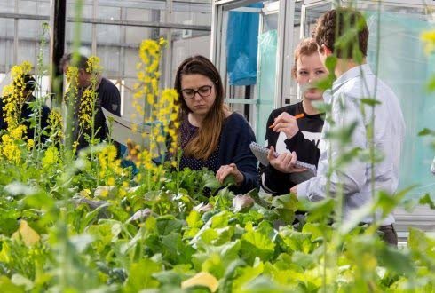 Nieuw lesmateriaal over nieuwe plantenveredeling